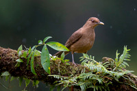 Clay-colored Trush