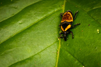 Insect Costa Rica