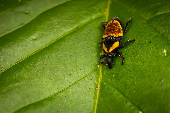 Insect Costa Rica