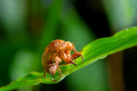 Insect Costa Rica