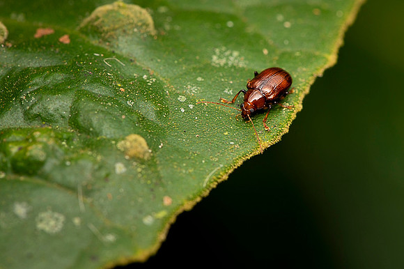 Insect Costa Rica