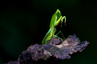 Leaf mantis