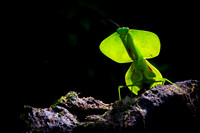 Leaf mantis