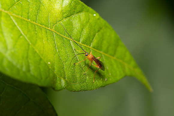 Insect Costa Rica