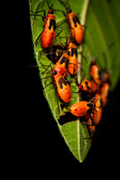 Insect Costa Rica