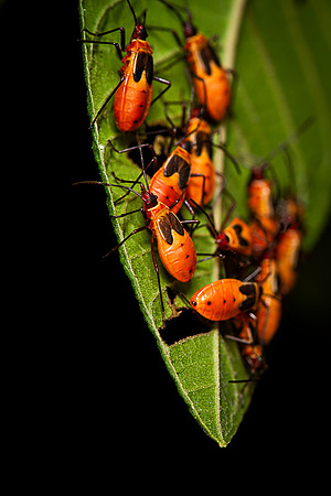 Insect Costa Rica