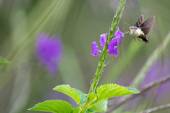 Moth Costa Rica