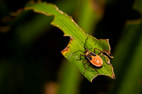 Insect Costa Rica