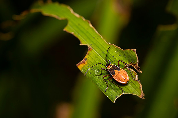 Insect Costa Rica