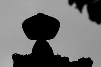 Leaf mantis