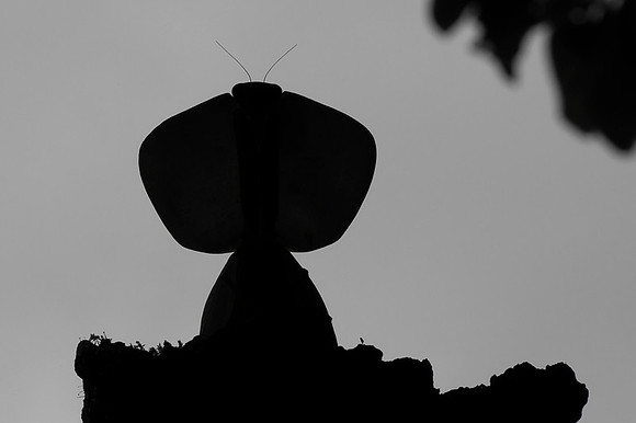 Leaf mantis