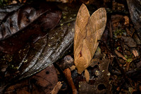 Insect Costa Rica