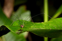 Insect Costa Rica