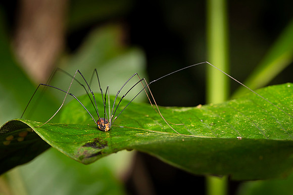 Insect Costa Rica