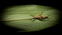 Insect Costa Rica