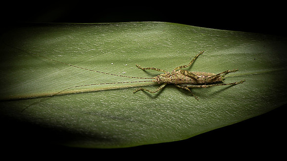 Insect Costa Rica