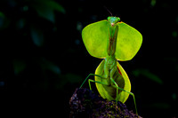 Leaf mantis