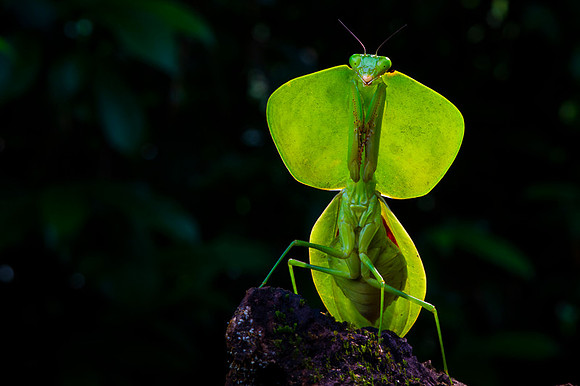 Leaf mantis