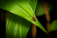 Insect Costa Rica
