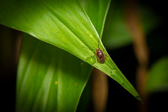 Insect Costa Rica