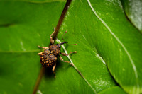 Insect Costa Rica