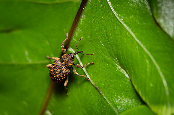 Insect Costa Rica