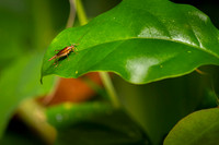 Insect Costa Rica