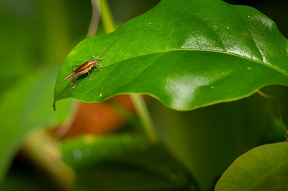 Insect Costa Rica