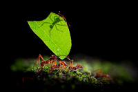 Leafcutter ant