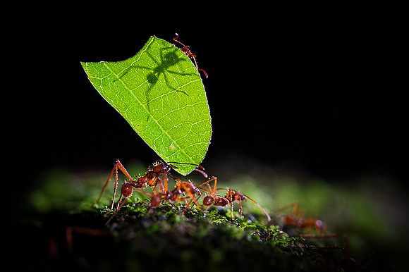 Leafcutter ant