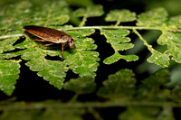 Insect Costa Rica