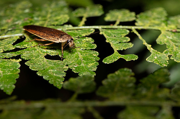 Insect Costa Rica