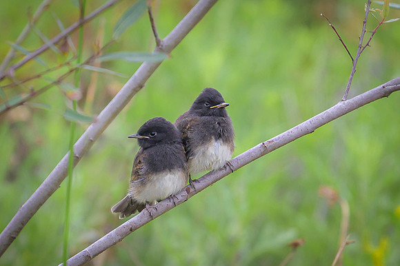 Black Phoebe
