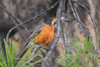 American robin
