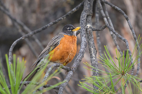 American robin