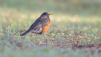 American robin
