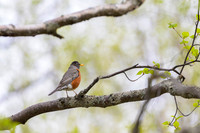 American robin