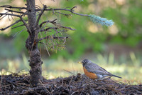 American robin