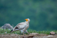 Egiptian Vulture / Sęp ścierwnik