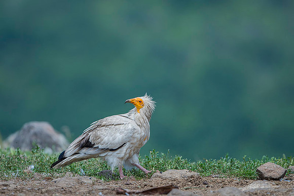 Egiptian Vulture / Sęp ścierwnik