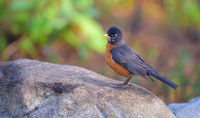 American robin