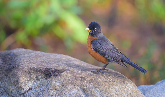 American robin