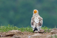 Egiptian Vulture / Sęp ścierwnik