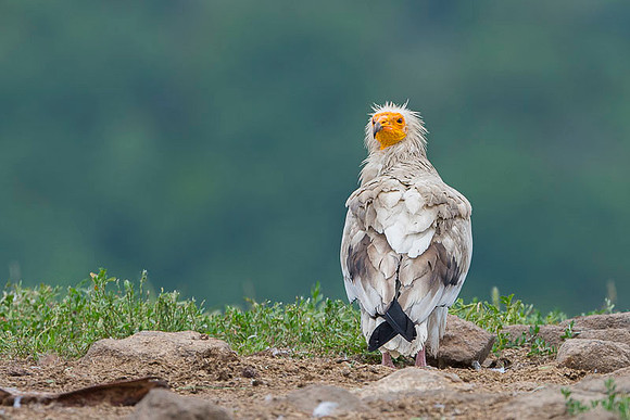 Egiptian Vulture / Sęp ścierwnik
