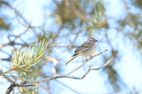Chipping Sparow