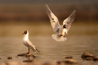 Black-​headed gull / Mewa śmieszka