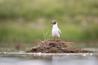Black-​headed gull / Mewa śmieszka