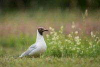 Black-​headed gull / Mewa śmieszka