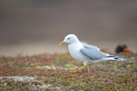 Herring gull / Mewa srebrzysta