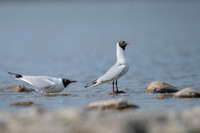 Black-​headed gull / Mewa śmieszka